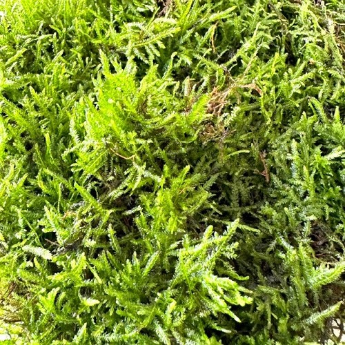 Peacock moss 100 gram